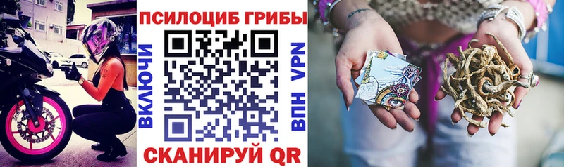 Псилоцибиновые грибы Psilocybine cubensis  Калининград 